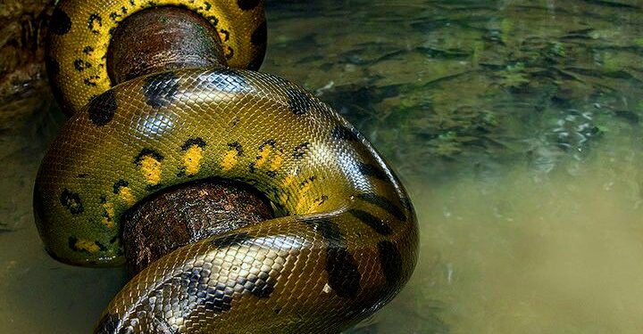 ಬೆಂಗಳೂರು ವಿಮಾನ ನಿಲ್ದಾಣ: ಅಕ್ರಮವಾಗಿ ಸಾಗಿಸುತ್ತಿದ್ದ 10 ಅನಕೊಂಡ ಹಾವುಗಳು