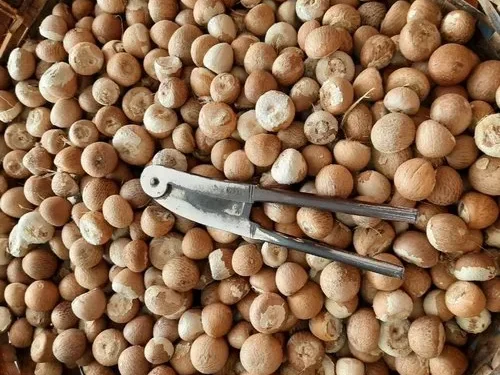 ಬಿಸಿಲ ಧಗೆ ಗೆ ಅಡಿಕೆ ಧಾರಣೆ ಚೇತರಿಕೆ ಬೆಳೆಗಾರರಿಗೆ  ದಿಲ್ ಖುಷ್