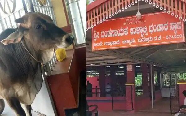 ಗೋ ಕಳ್ಳತನ ದೈವದ ಮೊರೆ ಹೋದ ಬಜರಂಗದಳದ ಕಾರ್ಯಕರ್ತರು. ಕಾರಣಿಕ ಕ್ಷೇತ್ರ ಬಲ್ನಾಡು ಉಳ್ಳಾಲ್ತಿ ಅಮ್ಮನ ದೈವಸ್ಥಾನದಲ್ಲಿ ಪ್ರಾರ್ಥನೆ