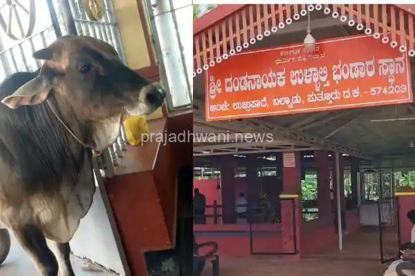 ಗೋ ಕಳ್ಳತನ ದೈವದ ಮೊರೆ ಹೋದ ಬಜರಂಗದಳದ ಕಾರ್ಯಕರ್ತರು. ಕಾರಣಿಕ ಕ್ಷೇತ್ರ ಬಲ್ನಾಡು ಉಳ್ಳಾಲ್ತಿ ಅಮ್ಮನ ದೈವಸ್ಥಾನದಲ್ಲಿ ಪ್ರಾರ್ಥನೆ