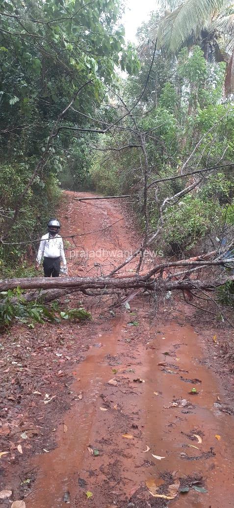ಪುತ್ತೂರು ಸೇರಿದಂತೆ ಸುತ್ತ ಮುತ್ತಲಿನ ಪ್ರದೇಶದಲ್ಲಿ ಗಾಳಿ ಮಳೆಗೆ ಕೋಡಿಜಾಲು ಬಳಿ ಮರ, ವಿದ್ಯುತ್ ಕಂಬ ಬಿದ್ದು 10 ಮನೆಗೆ ಸಂಪರ್ಕ ರಸ್ತೆ ಕಡಿತ