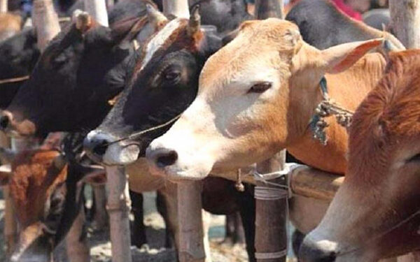 ಎಲಿಮಲೆ ಅಂಬೆಕಲ್ಲು ರಸ್ತೆಯ ಕಲ್ಲುಪಣೆ ಎಂಬಲ್ಲಿ ದನ ಅಕ್ರಮ ಸಾಗಾಟದ ವಾಹನಕ್ಕೆ ತಡೆ