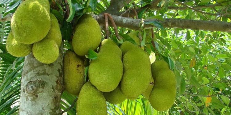 ಹಲಸಿನ ಉತ್ಪನ್ನಗಳು : ಹಪ್ಪಳ, ಚಿಪ್ಸ್‌ಗೆ ಬಹು ಬೇಡಿಕೆ!