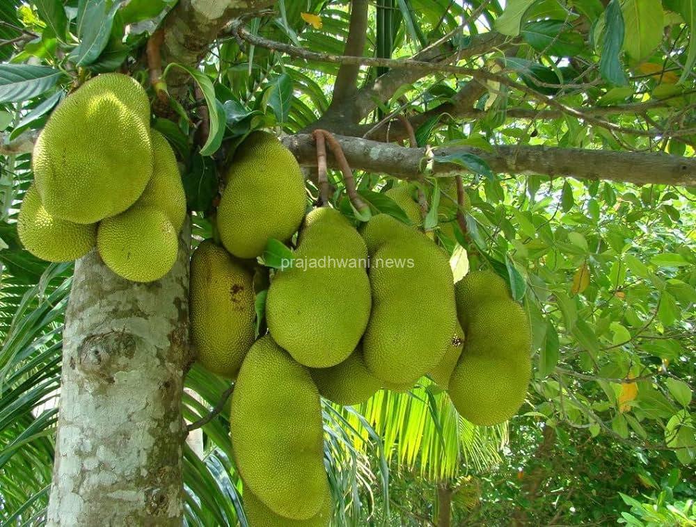 ಹಲಸಿನ ಉತ್ಪನ್ನಗಳು : ಹಪ್ಪಳ, ಚಿಪ್ಸ್ಗೆ ಬಹು ಬೇಡಿಕೆ!