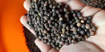 ” ಕಾಳುಮೆಣಸಿಗೆ ” ಹೆಚ್ಚಿದ ಬೇಡಿಕೆ ದಿನದಿಂದ ದಿನಕ್ಕೆ ಏರಿಕೆ ಕಾಣುತ್ತಿದೆ ದರ