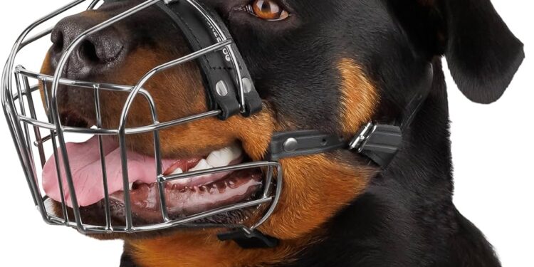 ರಾಟ್ ವೈಲರ್ ಶ್ವಾನ” 5 ವರ್ಷದ ಬಾಲಕಿ ಮೇಲೆ ದಾಳಿ ಬಾಲಕಿಯೊಬ್ಬಳು ಗಂಭೀರವಾಗಿ