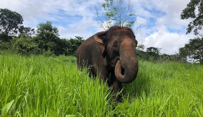 ಪುಣ್ಚಪ್ಪಾಡಿ ಗ್ರಾಮದಲ್ಲಿ ಕಾಡಾನೆ ಸಂಚಾರ, ಕೃಷಿ ಹಾನಿ;  ಸ್ಥಳಾಂತರಕ್ಕೆ ಒತ್ತಾಯ!