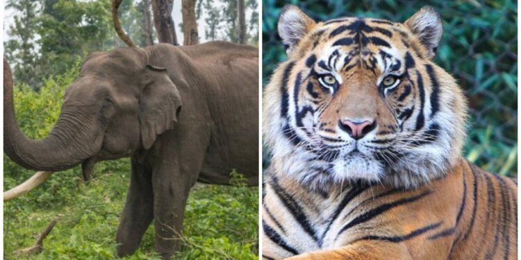 ಹುಲಿ ಉಗುರು ಪ್ರಕರಣ ಪರಿಣಾಮ: ಅರಣ್ಯ ಇಲಾಖೆ ಕೈಸೇರಿತು ಭರ್ಜರಿ ವನ್ಯ ಸಂಪತ್ತು, ಅರಣ್ಯ ಇಲಾಖೆಗೆ ಮರಳಿಸಲು ಸರ್ಕಾರ ವಿಧಿಸಿದ್ದ ಗಡುವು ಮುಕ್ತಾಯ