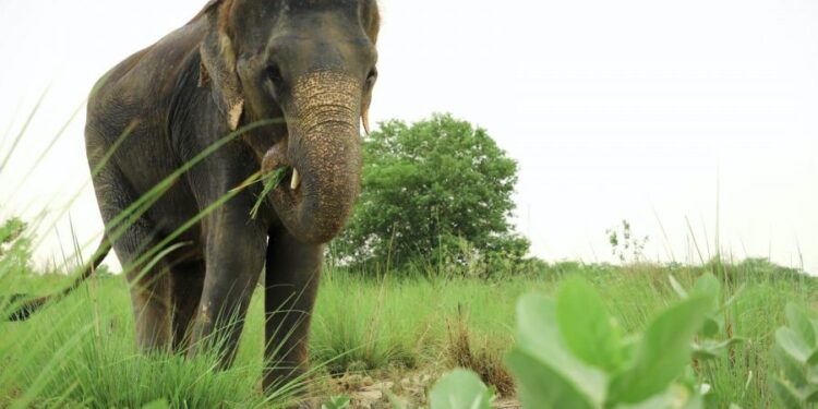 ಶಾಂತಿಗೋಡು ಗ್ರಾಮದ ಪಂಜಿಗ ತೋಟದಲ್ಲಿ ಆನೆ ಹೆಜ್ಜೆ ಗುರುತುಗಳು ಪತ್ತೆ ! – ಕೃಷಿ ಹಾನಿ ಮಾಡಿ ಪಕ್ಕದ ಕಾಡನ್ನು ಸೇರಿದ ಕಾಡಾನೆಗಳು
