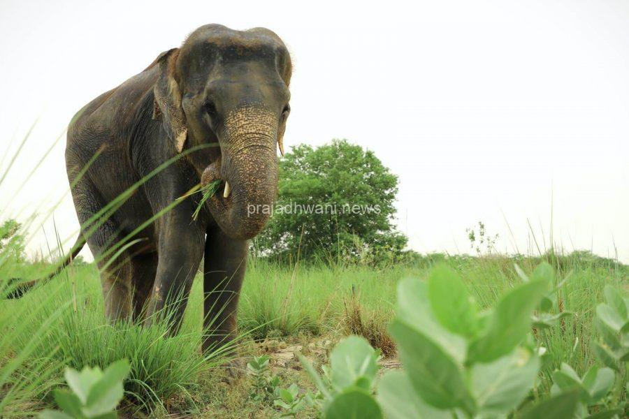 ಶಾಂತಿಗೋಡು ಗ್ರಾಮದ ಪಂಜಿಗ ತೋಟದಲ್ಲಿ ಆನೆ ಹೆಜ್ಜೆ ಗುರುತುಗಳು ಪತ್ತೆ ! – ಕೃಷಿ ಹಾನಿ ಮಾಡಿ ಪಕ್ಕದ ಕಾಡನ್ನು ಸೇರಿದ ಕಾಡಾನೆಗಳು