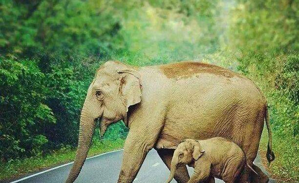 ಕಡಬ : ಕಡಬ ತಾಲೂಕಿನ ಕೊಯಿಲ ಗ್ರಾಮಕ್ಕೆ ಕಾಡಾನೆ ಬರುವ ಕುರಿತು ಮುನ್ಸೂಚನೆ