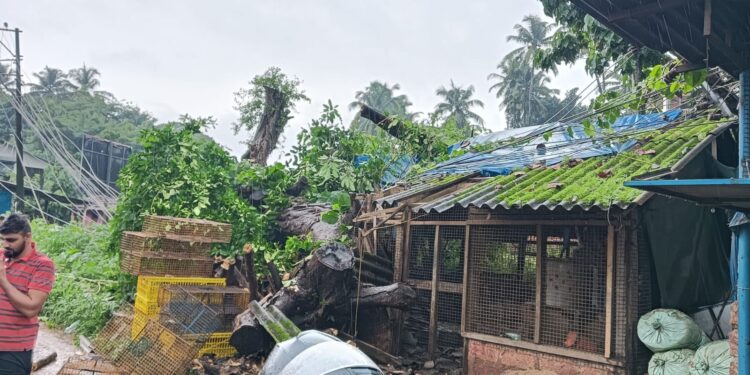 ಮಾಣಿ: ಬೃಹತ್ ಗಾತ್ರ ಮರ ಬಿದ್ದು ಅಂಗಡಿ ಜಖಂ