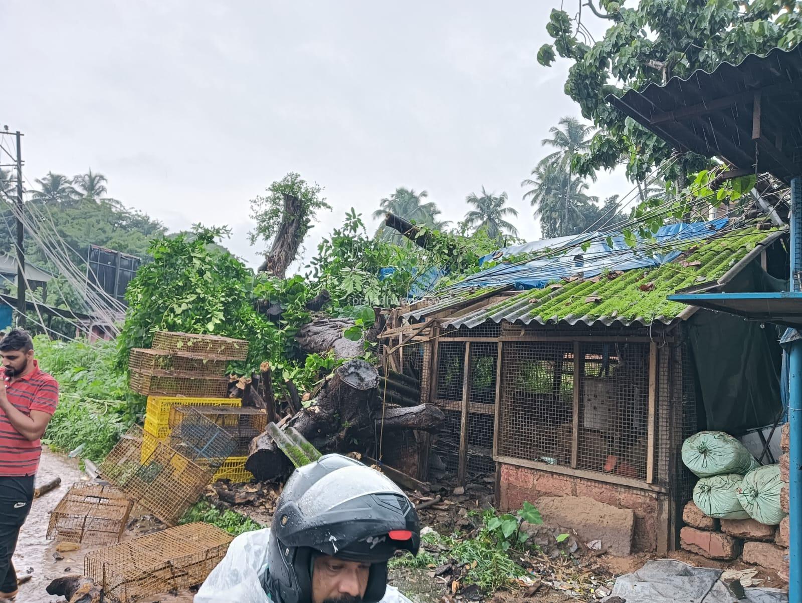 ಮಾಣಿ: ಬೃಹತ್ ಗಾತ್ರ ಮರ ಬಿದ್ದು ಅಂಗಡಿ ಜಖಂ