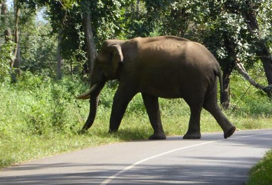 ನಾಡಿಗೆ ಬಂದ ಕಾಡಾನೆಯಿಂದ 60 ವರ್ಷದ ರೈತನ ಮೇಲೆ ದಾಳಿ, ಕಾಲು ಮುರಿತ