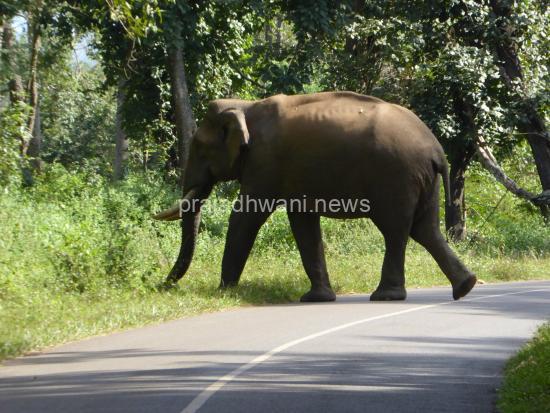 ನಾಡಿಗೆ ಬಂದ ಕಾಡಾನೆಯಿಂದ 60 ವರ್ಷದ ರೈತನ ಮೇಲೆ ದಾಳಿ, ಕಾಲು ಮುರಿತ