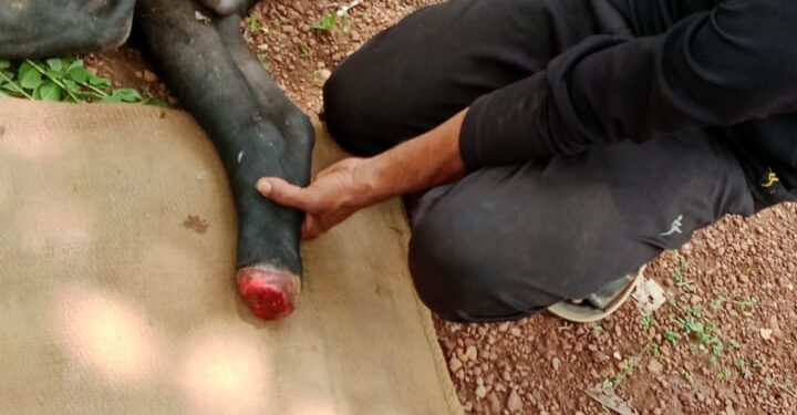 ಸುಳ್ಯ: ಸುಳ್ಯ ಉಬರಡ್ಕದಲ್ಲಿ ಗೋ ಕಳ್ಳತನಕ್ಕೆ ಯತ್ನ. ಸಾರ್ವಜನಿಕರಿಂದ ರಕ್ಷಣೆ.