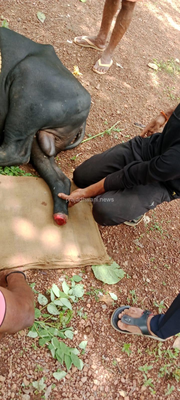 ಸುಳ್ಯ: ಸುಳ್ಯ ಉಬರಡ್ಕದಲ್ಲಿ ಗೋ ಕಳ್ಳತನಕ್ಕೆ ಯತ್ನ. ಸಾರ್ವಜನಿಕರಿಂದ ರಕ್ಷಣೆ.