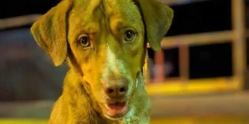 ಸಮಯಪ್ರಜ್ಞೆಯಿಂದ ಉಳಿದ ಜೀವ :ನದಿಗೆ ಹಾರಲು ಯತ್ನಿಸುತ್ತಿದ್ದ ಮಹಿಳೆಯ ಜೀವ ಉಳಿಸಿದ ಶ್ವಾನ!