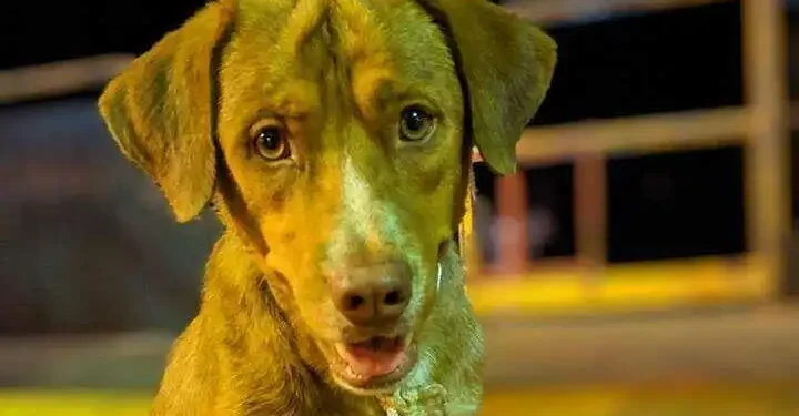 ಸಮಯಪ್ರಜ್ಞೆಯಿಂದ ಉಳಿದ ಜೀವ :ನದಿಗೆ ಹಾರಲು ಯತ್ನಿಸುತ್ತಿದ್ದ ಮಹಿಳೆಯ ಜೀವ ಉಳಿಸಿದ ಶ್ವಾನ!