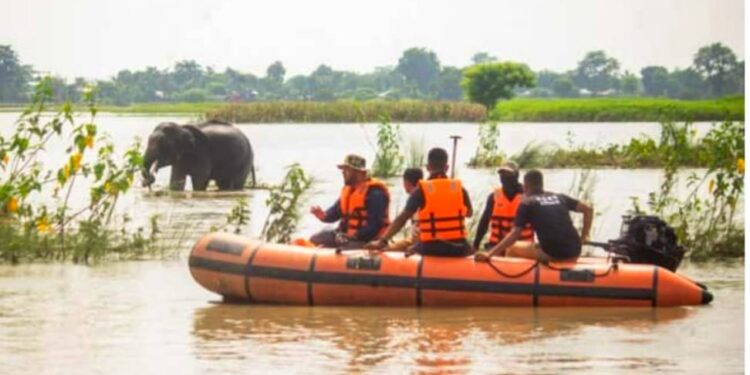 ಅಸ್ಸಾಂನಲ್ಲಿ ಭೀಕರ ಪ್ರವಾಹ – ಕಾಜಿರಂಗ ಪಾರ್ಕ್ನಲ್ಲಿ 131 ವನ್ಯಜೀವಿಗಳು ಸಾವು.