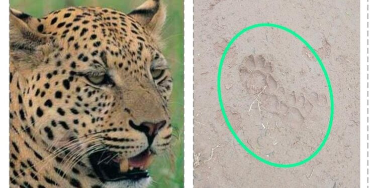 ಪುತ್ತೂರು: ಕಬಕ/ಕುಳ ಪರಿಸರದಲ್ಲಿ ಚಿರತೆ  ಇರುವ ಬಗ್ಗೆ ಶಂಕೆ. ಎಚ್ಚರಿಕೆಯಿಂದಿರುವಂತೆ ಸೂಚನೆ