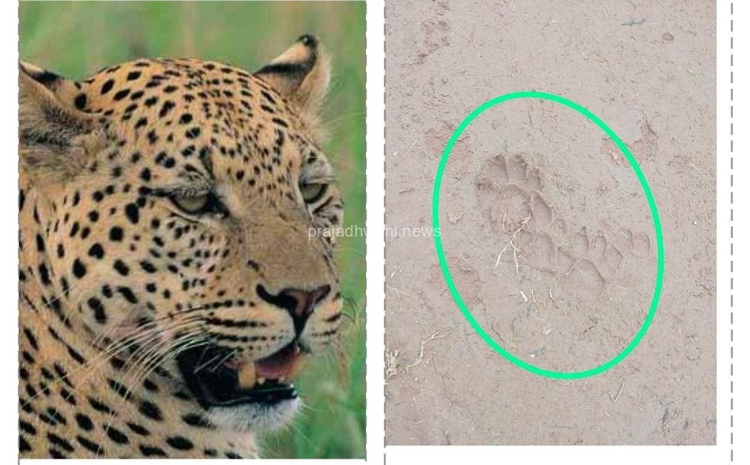 ಪುತ್ತೂರು: ಕಬಕ/ಕುಳ ಪರಿಸರದಲ್ಲಿ ಚಿರತೆ ಇರುವ ಬಗ್ಗೆ ಶಂಕೆ. ಎಚ್ಚರಿಕೆಯಿಂದಿರುವಂತೆ ಸೂಚನೆ