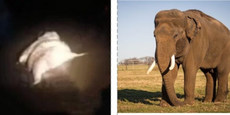 ಸುಬ್ರಹ್ಮಣ್ಯ: ಕುಮಾರಧಾರ ನದಿಯಲ್ಲಿ ತೇಲಿ ಬಂದ ಆನೆ ಮೃತ ದೇಹವನ್ನು ಎಲ್ಲಿ ದಫನ ಮಾಡಲಾಗಿದೆ…..!?