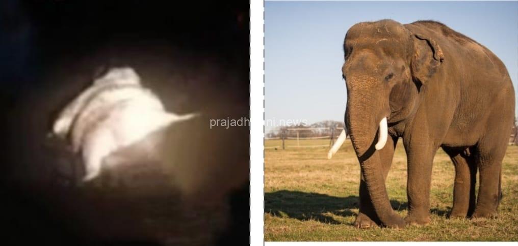 ಸುಬ್ರಹ್ಮಣ್ಯ: ಕುಮಾರಧಾರ ನದಿಯಲ್ಲಿ ತೇಲಿ ಬಂದ ಆನೆ ಮೃತ ದೇಹವನ್ನು ಎಲ್ಲಿ ದಫನ ಮಾಡಲಾಗಿದೆ…..!?