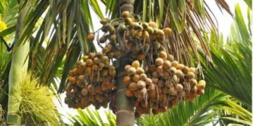 ಅಡಿಕೆಗೆ ರೈತರು ವಿಮೆ ಪ್ರೀಮಿಯಂ ಕಟ್ಟಲು ಜು.31 ಕೊನೆಯ ದಿನ