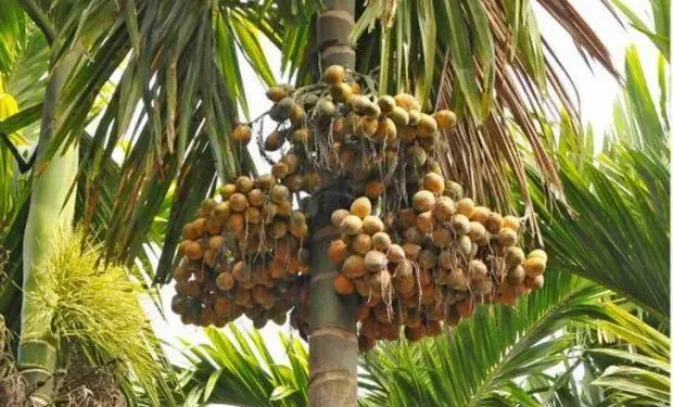 ಅಡಿಕೆಗೆ ರೈತರು ವಿಮೆ ಪ್ರೀಮಿಯಂ ಕಟ್ಟಲು ಜು.31 ಕೊನೆಯ ದಿನ