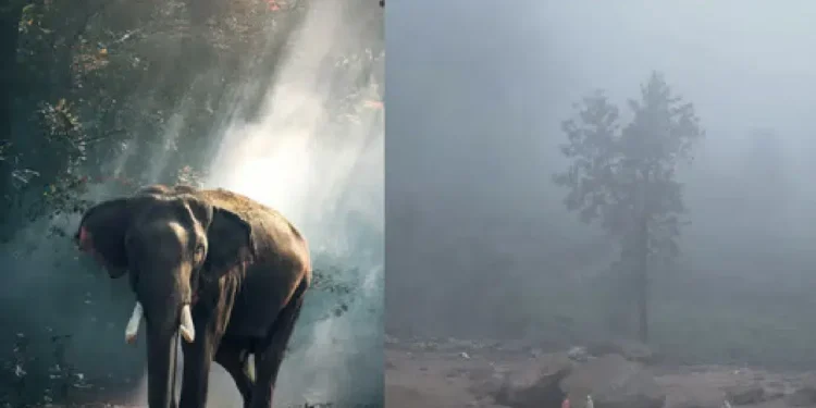 ವಯನಾಡಿನ ಚೂರಲ್ಮಾಲಾದಲ್ಲಿ ಭೂಕುಸಿತದಲ್ಲಿ ಜೀವ ಉಳಿಸಿಕೊಳ್ಳಲು ಪರದಾಡುತ್ತಿದ್ದ ಕುಟುಂಬಕ್ಕೆ ಕಣ್ಣೀರು ಸುರಿಸುತ್ತ ಆಶ್ರಯ ನೀಡಿದ ಆನೆ!