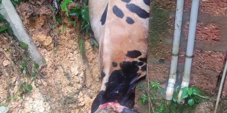 ಪುತ್ತೂರು: ಬೆಳ್ಳಿಪ್ಪಾಡಿಯಲ್ಲಿ ಧರೆ ಕುಸಿತ. ಮನೆಗಳಿಗೆ ಹಾನಿ