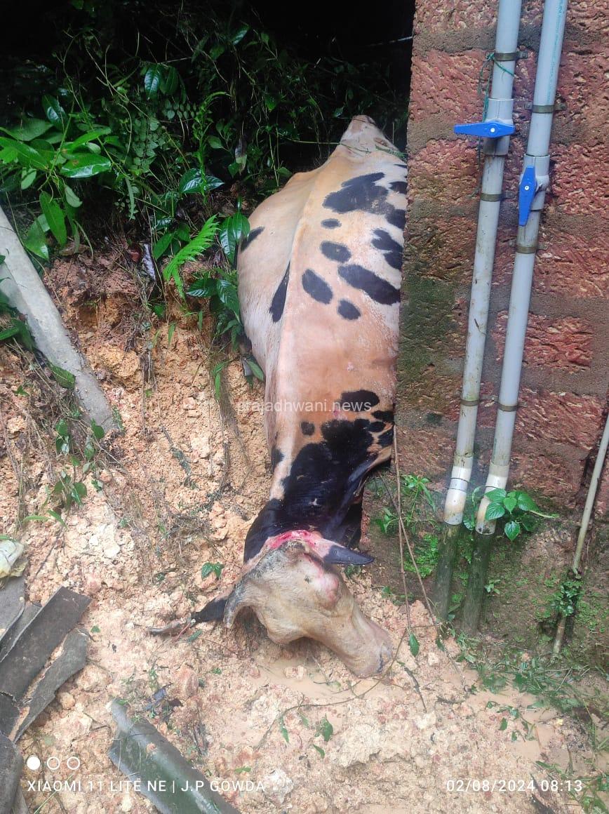 ಪುತ್ತೂರು: ಬೆಳ್ಳಿಪ್ಪಾಡಿಯಲ್ಲಿ ಧರೆ ಕುಸಿತ. ಮನೆಗಳಿಗೆ ಹಾನಿ