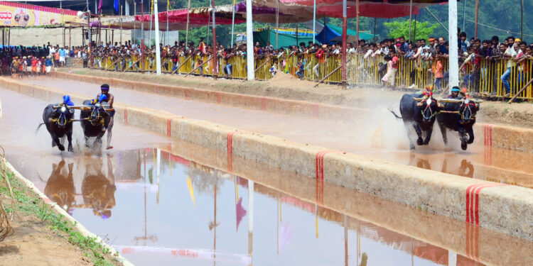 ಕಂಬಳ:2024-25 ನೇ ಸಾಲಿನ ವಿವಿಧ ಕಂಬಳಗಳ ಕಂಬಳ ವೇಳಾಪಟ್ಟಿ: ಕರಾವಳಿಯ ರೈತಾಪಿ ಜನರ ಜನಪದ ಕ್ರೀಡೆ ಕಂಬಳ