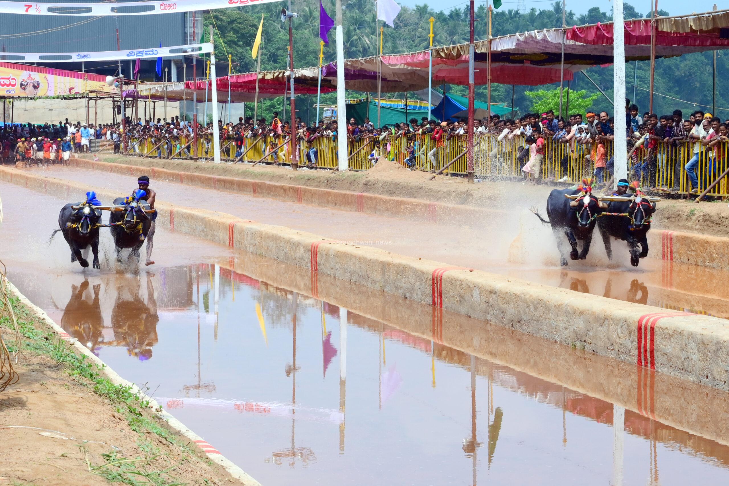 ಕಂಬಳ:2024-25 ನೇ ಸಾಲಿನ ವಿವಿಧ ಕಂಬಳಗಳ ಕಂಬಳ ವೇಳಾಪಟ್ಟಿ: ಕರಾವಳಿಯ ರೈತಾಪಿ ಜನರ ಜನಪದ ಕ್ರೀಡೆ ಕಂಬಳ