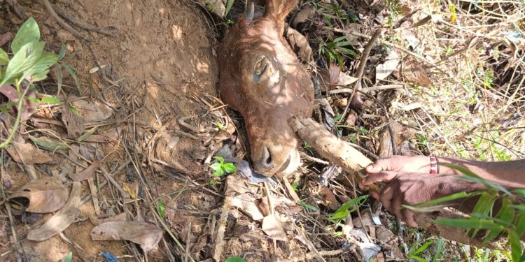 ಮೂಡುಬಿದಿರೆ: ಕಡಂದಲೆ ಬ್ರೀಜ್ ಅಡಿಯಲ್ಲಿ ಎರಡು ದನದ ತಲೆ ಪತ್ತೆ