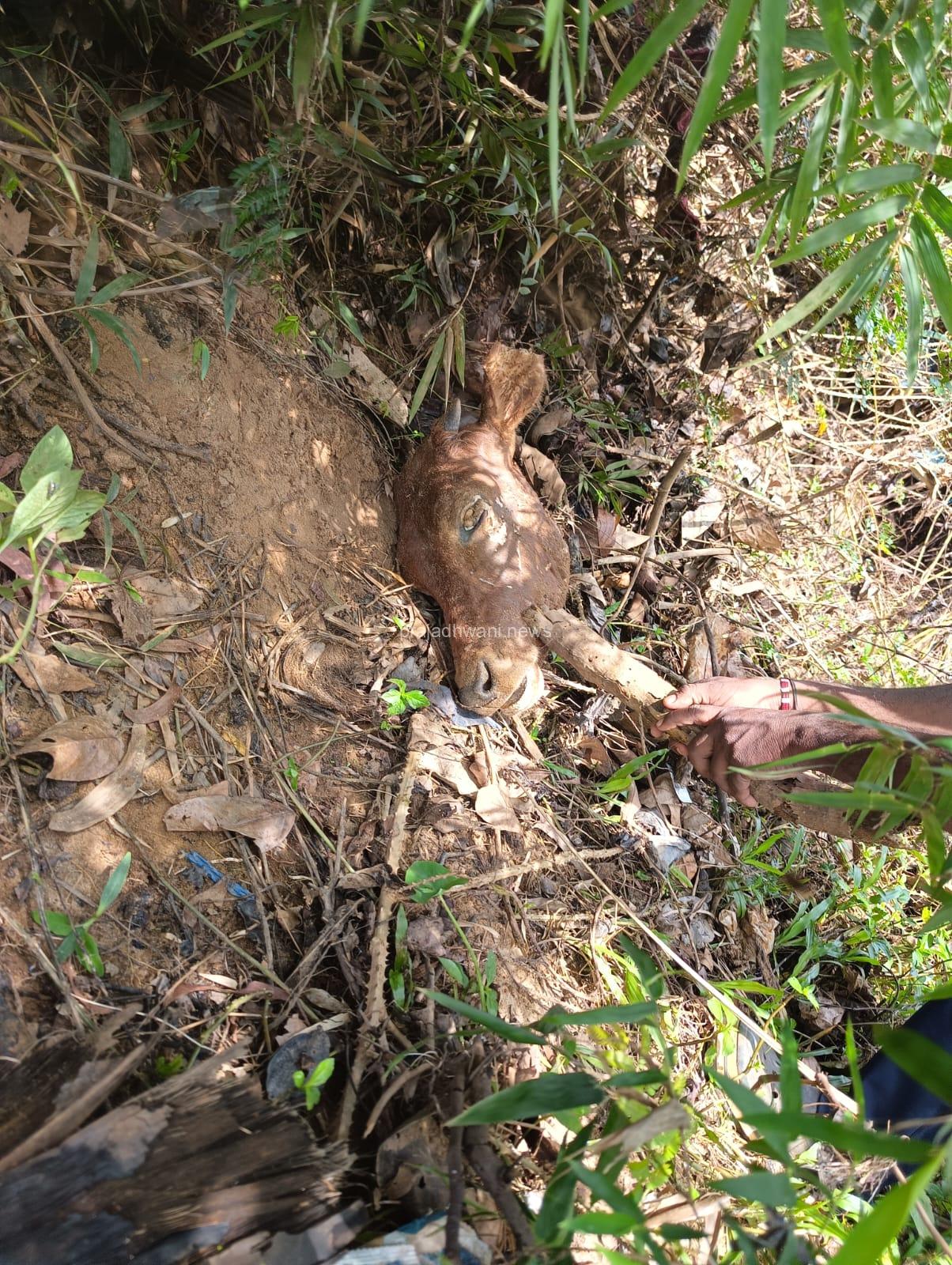 ಮೂಡುಬಿದಿರೆ: ಕಡಂದಲೆ ಬ್ರೀಜ್ ಅಡಿಯಲ್ಲಿ ಎರಡು ದನದ ತಲೆ ಪತ್ತೆ