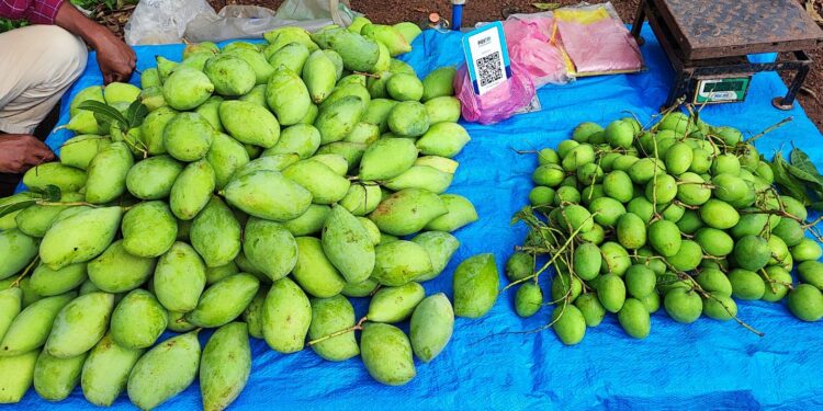 ತಿರುಪತಿಯ ಮಾವಿಗೆ ದಕ್ಷಿಣಕನ್ನಡದಲ್ಲಿ  ಭಾರೀ ಬೇಡಿಕೆ.