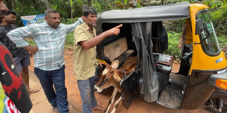 ಪುತ್ತೂರು ಬಜರಂಗ ದಳ ಕಾರ್ಯಕರ್ತರ ದಾಳಿ, ಅಕ್ರಮ ದನ ಸಾಗಾಟ ಪತ್ತೆ