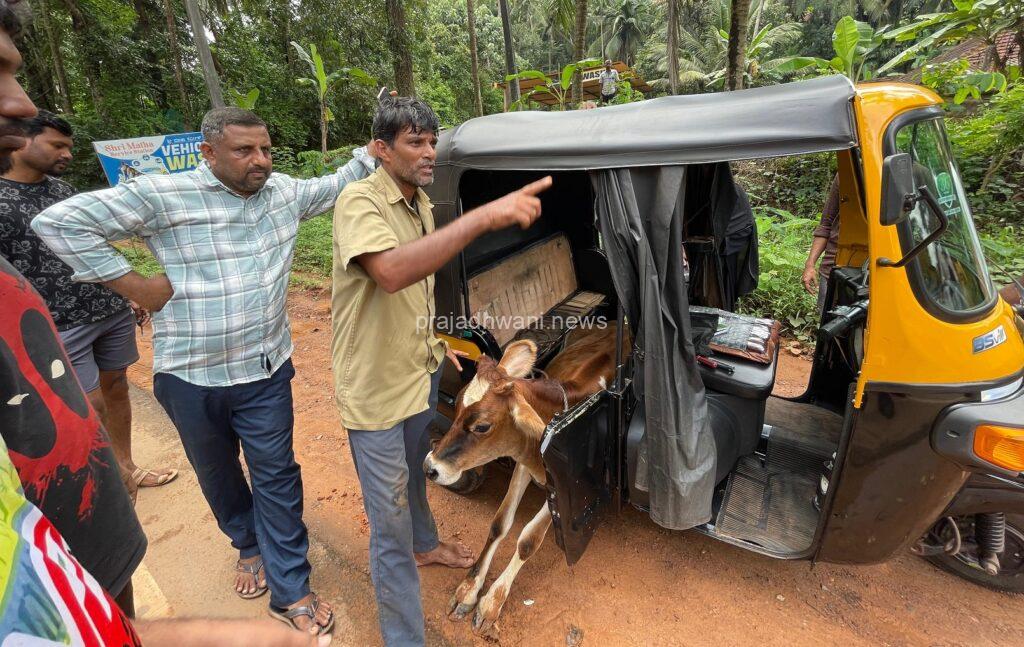ಪುತ್ತೂರು ಬಜರಂಗ ದಳ ಕಾರ್ಯಕರ್ತರ ದಾಳಿ, ಅಕ್ರಮ ದನ ಸಾಗಾಟ ಪತ್ತೆ
