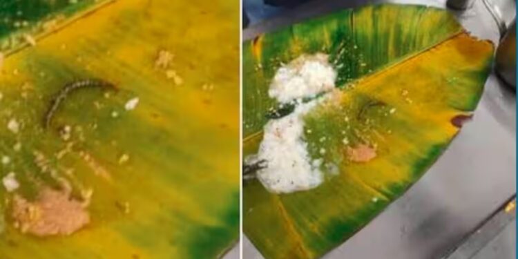 ಲಡ್ಡು ಅವಾಂತರದ ನಂತರ ತಿರುಪತಿ ಊಟದಲ್ಲಿ ಸಹಸ್ರಪದಿ ಪತ್ತೆ: ಭಕ್ತನ ಆರೋಪ ನಿರಾಕರಿಸಿದ ದೇಗುಲ