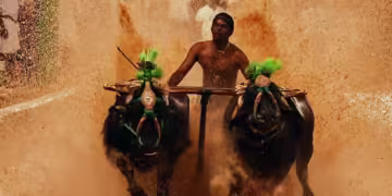 ತುಳುನಾಡ ಜಾನಪದ ಕ್ರೀಡೆ ಕಂಬಳ”ಕ್ಕೆ ಮತ್ತೆ ಸಂಕಷ್ಟ…?? ಹೈಕೋರ್ಟ್ ಮೊರೆ ಹೋದ ಪೆಟಾ