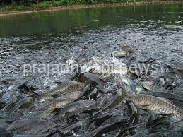 ಜಾತ್ರೆಗೆ ಮೊದಲೇ ಆಗಮಿಸಿದ ಸುಬ್ರಹ್ಮಣ್ಯದ ದೇವರ ಮೀನುಗಳು.