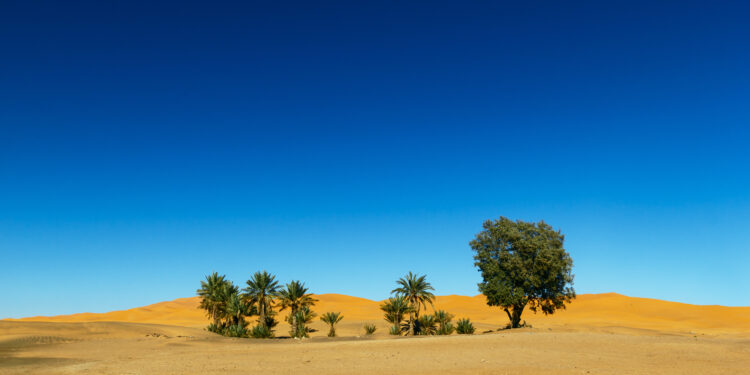 ಸಹರಾ ಮರುಭೂಮಿ ಹಸಿರಾಗುತ್ತಿದೆಯೇ??? ನಾಸಾ ಕೊಟ್ಟ ವರದಿ ಏನು ಹೇಳುತ್ತಿದೆ ?