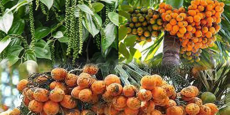 ಪ್ರಧಾನಮಂತ್ರಿ ಫಸಲು ಭೀಮಾ ಯೋಜನೆಯ 2023-24ನೇ ಸಾಲಿನ: ಕೃಷಿಕರ ಖಾತೆಗೆ ಬೆಳೆ ವಿಮಾ ಮೊತ್ತ ಜಮೆ ಆರಂಭ