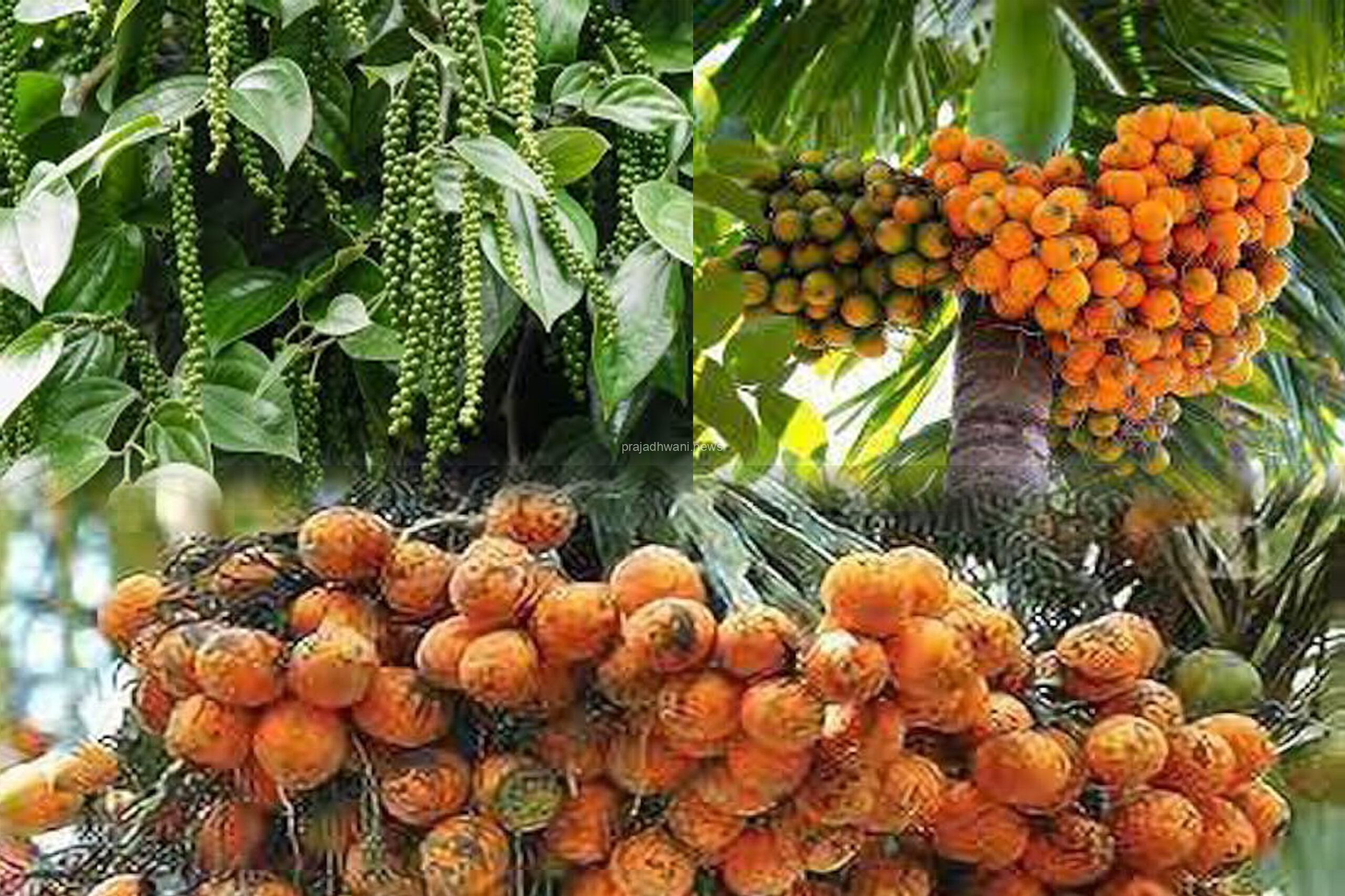 ಪ್ರಧಾನಮಂತ್ರಿ ಫಸಲು ಭೀಮಾ ಯೋಜನೆಯ 2023-24ನೇ ಸಾಲಿನ: ಕೃಷಿಕರ ಖಾತೆಗೆ ಬೆಳೆ ವಿಮಾ ಮೊತ್ತ ಜಮೆ ಆರಂಭ