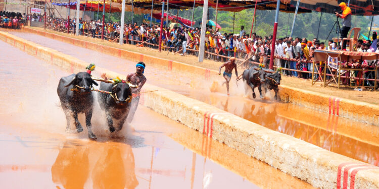 ಕಂಬಳ: ಹೊಸ ಪ್ರಯೋಗ ಈ ಬಾರಿ ಒಂದಲ್ಲ, ಮೂರು ಹೊಸ ತಂತ್ರಜ್ಞಾನ ಅಳವಡಿಕೆ