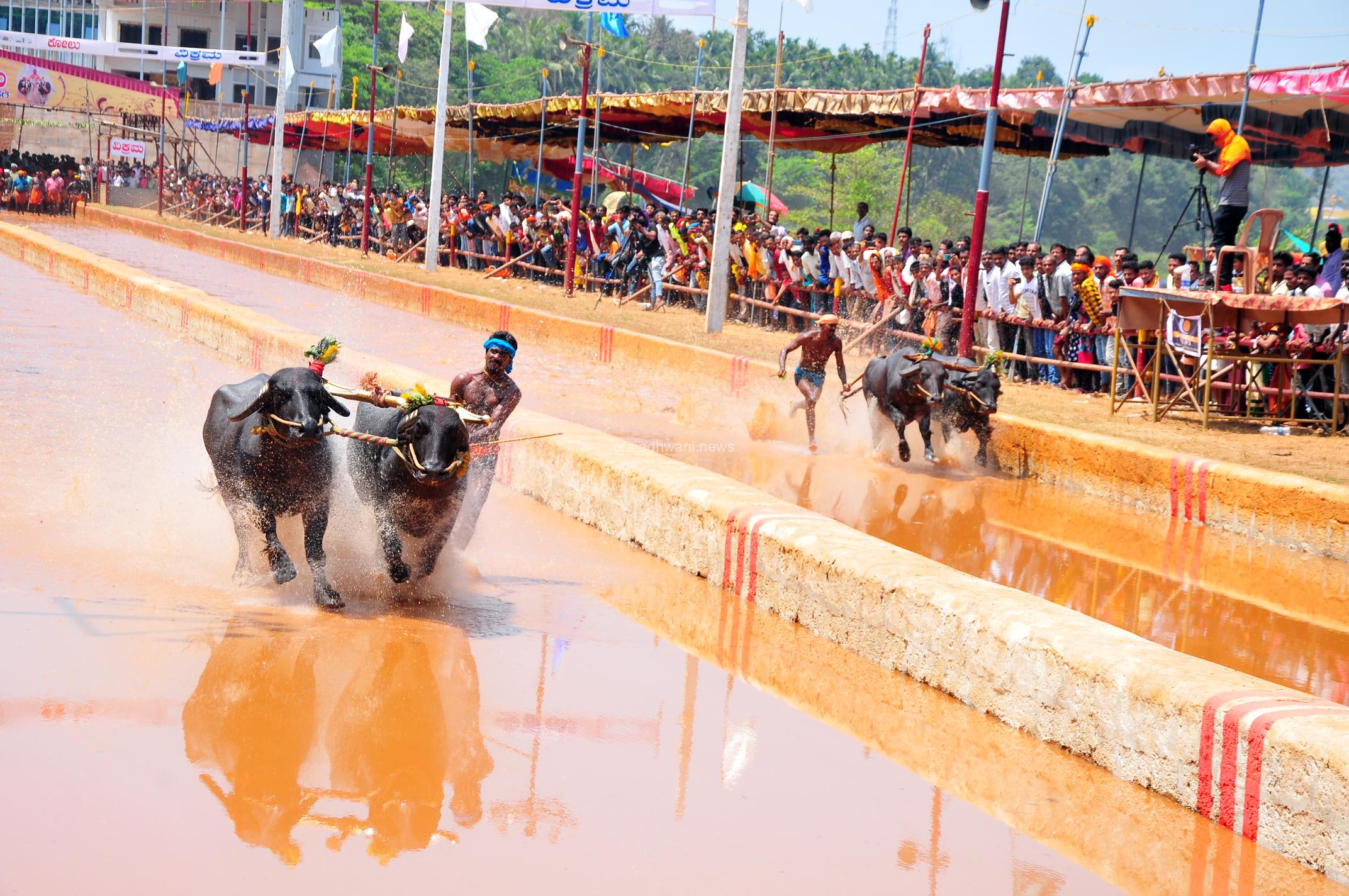 ಕಂಬಳ: ಹೊಸ ಪ್ರಯೋಗ ಈ ಬಾರಿ ಒಂದಲ್ಲ, ಮೂರು ಹೊಸ ತಂತ್ರಜ್ಞಾನ ಅಳವಡಿಕೆ