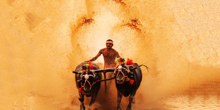 ಮಂಗಳೂರು: ಮೊದಲ ಕಂಬಳಕ್ಕೆ ಗ್ರಾಮ ಪಂಚಾಯತ್ ಉಪ ಚುನಾವಣೆ ವಿಘ್ನ. ಪಿಲಿಕುಳ ಕಂಬಳೋತ್ಸವ ಮುಂದೂಡಿಕೆ