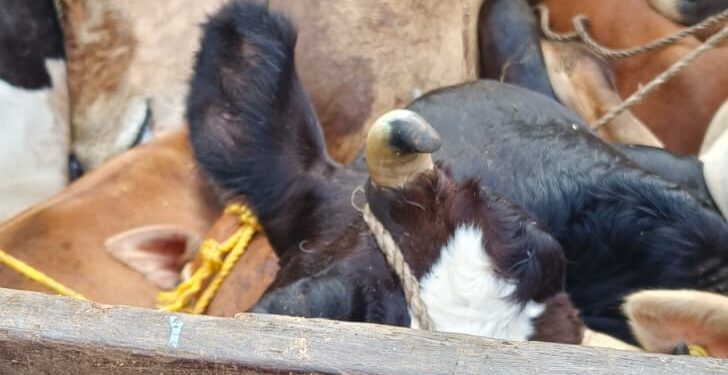 ಕಡಬದಲ್ಲಿ ಹಿಂಸಾತ್ಮಕ ರೀತಿಯಲ್ಲಿ ಅಕ್ರಮ ದನ ಸಾಗಾಟ :ಪಿಕಪ್ ಚಾಲಕ ಪರಾರಿ